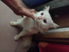 Persian cat male